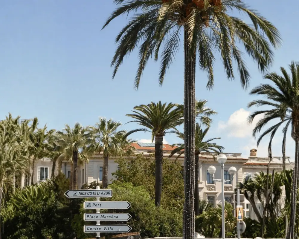 Palmier sur la Côte d’Azur
