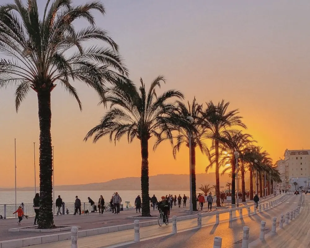 Palmiers devant la mer